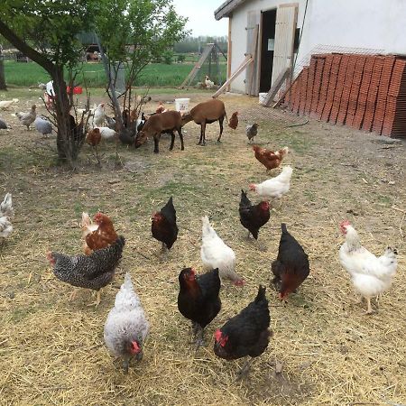 Pension Anna Rust Esterno foto